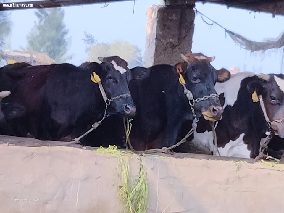 تحصين 80 ألف و 250 رأس ماشية ضد الحمى القلاعية والوادي المتصدع بكفرالشيخ