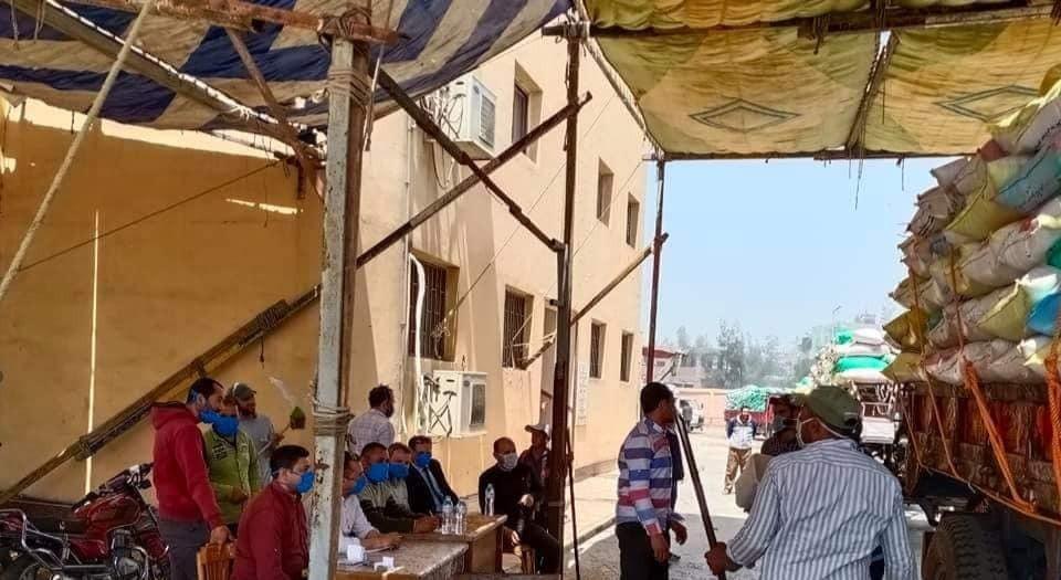 توريد 7559 طن قمح من المزارعين في كفرالشيخ 