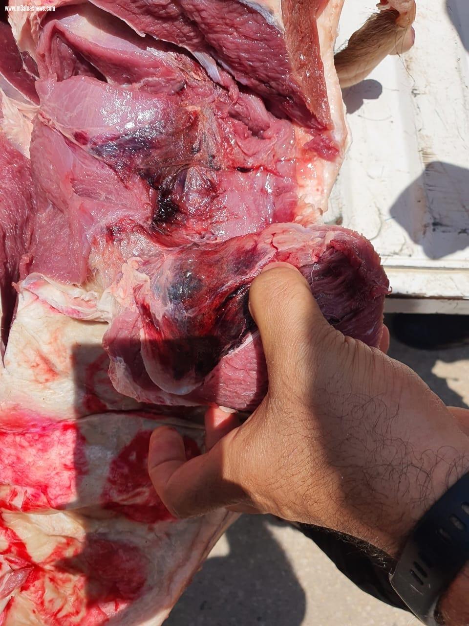 تحصين 96 ألف رأس ماشية و ضبط 11 طن و 780 كيلو لحوم وأسماك خلال شهر