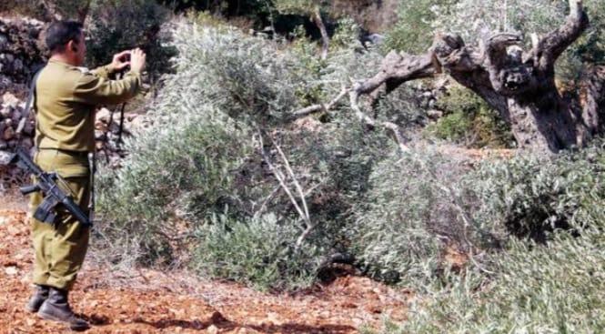 قطع أشجار الزيتون فى سلفيت من قبل المستوطنين