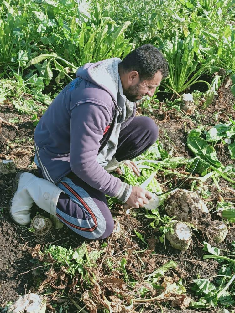 مصانع السكر تذيق المر للفلاحين