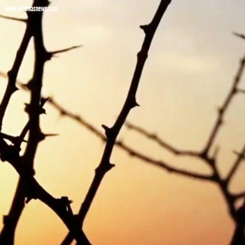 �آهٍ ياأماهُ وألفُ آه�