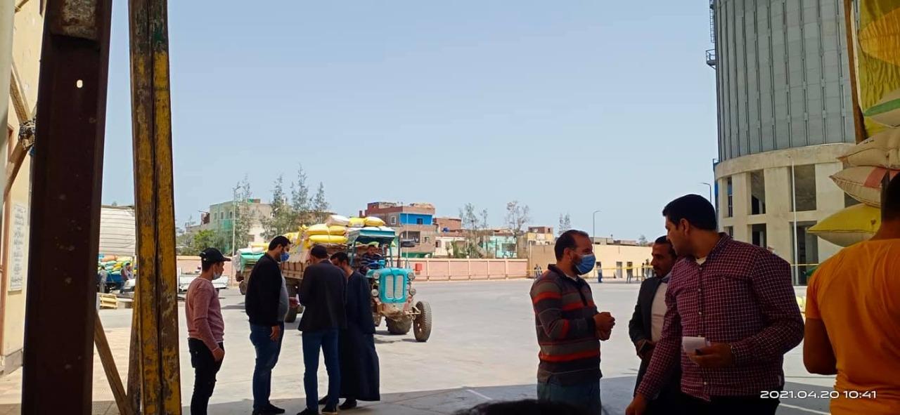 توريد 3778 طنا من القمح بكفرالشيخ من خلال 20 موقعا