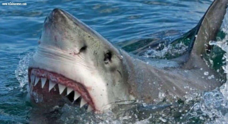 سمكة قرش تهاجم مصطافين مصريين وتلتهم ذراع منقذ بحري