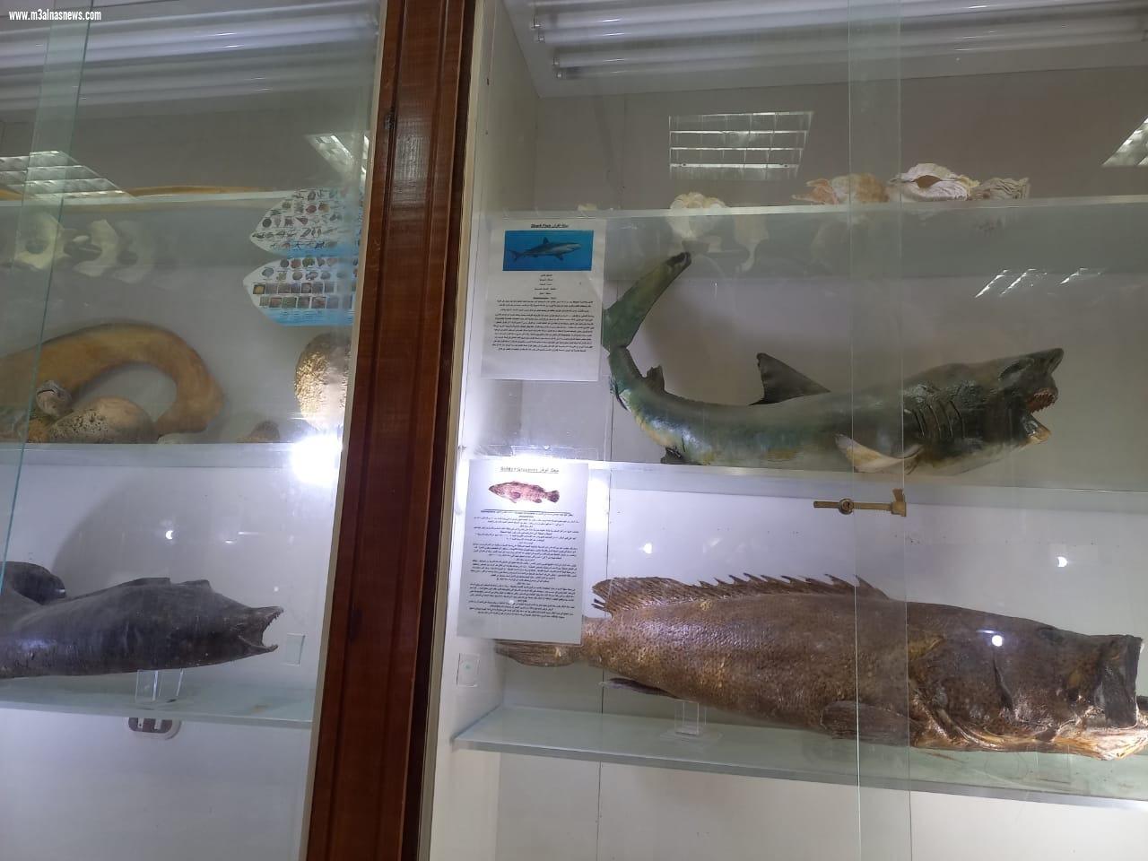 اقبالا كبيراً على متحف كفر الشيخ ومتحف الاحياء المائية للاحتفال بعيد الأضحى المبارك