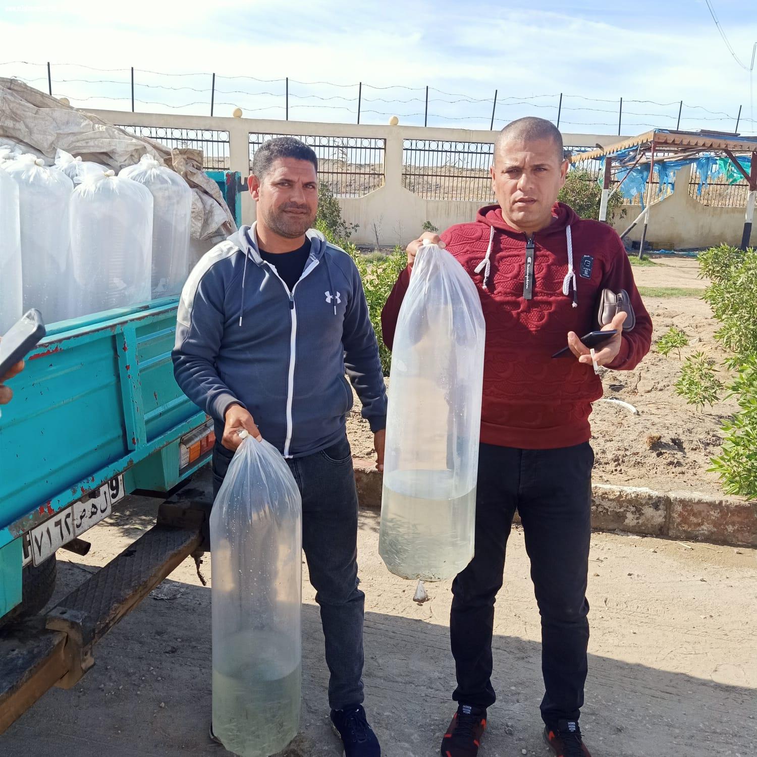  ضبط سيارتين محملة ب 12700وحدة زريعة بكفر الشيخ واعادة ضخها ببحيرة البرلس