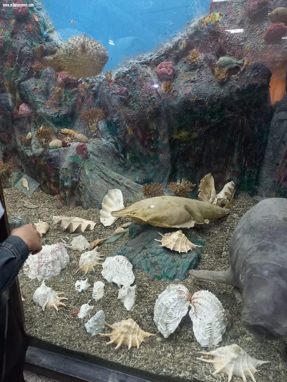 اقبالا كبيراً على متحف كفر الشيخ ومتحف الاحياء المائية للاحتفال بعيد الأضحى المبارك