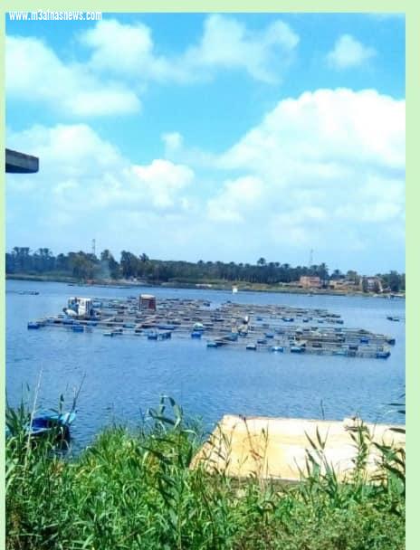 صناديق الأسماك تحتل نهر النيل بمطوبس وتلوث مياهه