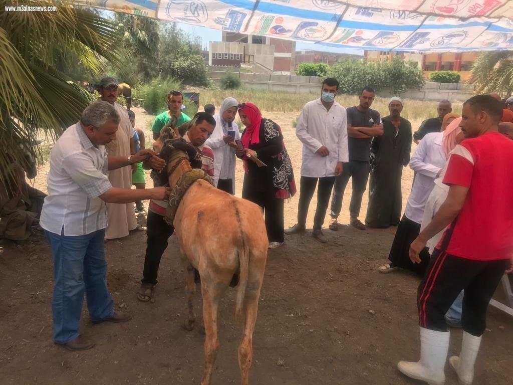 تحصين 200 ألف رأس ماشية ضد الحمى القلاعية والوادي المتصدع بنسبة تحصين 98% بكفر الشيخ