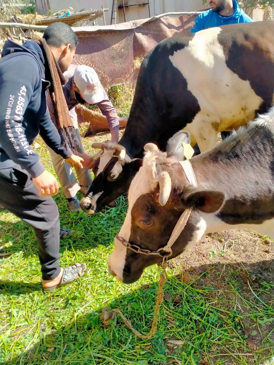 تحصين 150 ألف رأس ماشية ضد الجلد العقدي وجدري الأغنام والدواجن بكفر الشيخ