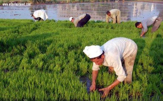 مزارعو الأرز بكفر الشيخ يستغيثون بالسيسي لرفع الغرامات
