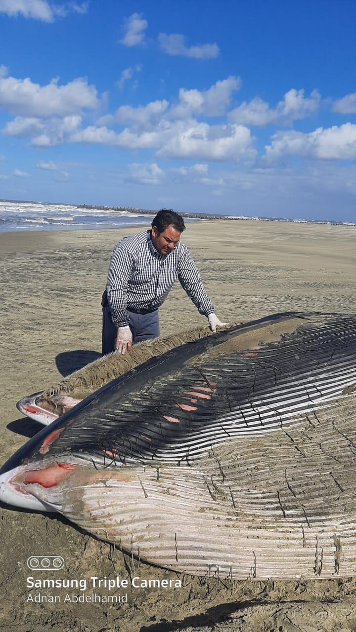 الانتهاء من الدفن الصحي لأثنى الحوت بمزرعة غليون السمكية  بكفرالشيخ