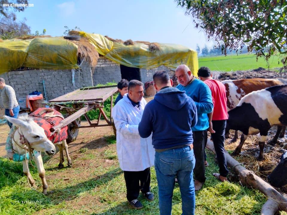 تحصين 80 ألف و 250 رأس ماشية ضد الحمى القلاعية والوادي المتصدع بكفرالشيخ