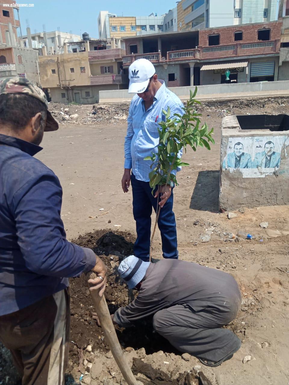 زراعة 1500 شجرة مثمرة بسيدي غازي بكفر الشيخ