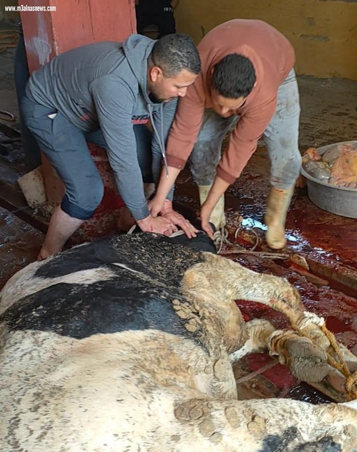 اولا أبوالنجا بكفر الشيخ ينظمون أكبر وليمه فى مصر الجمعه
