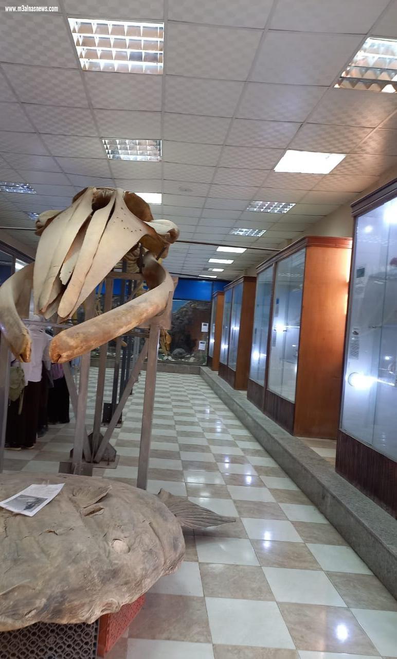 اقبالا كبيراً على متحف كفر الشيخ ومتحف الاحياء المائية للاحتفال بعيد الأضحى المبارك