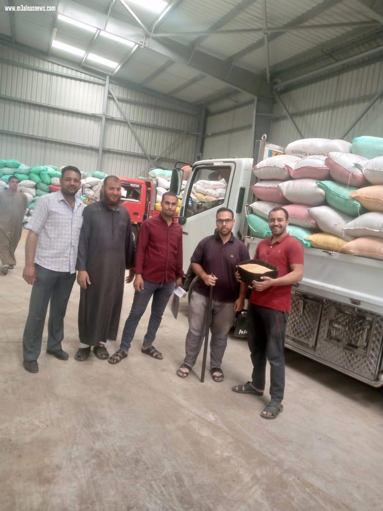 تموين كفرالشيخ : توريد 144 ألف طن قمح 
