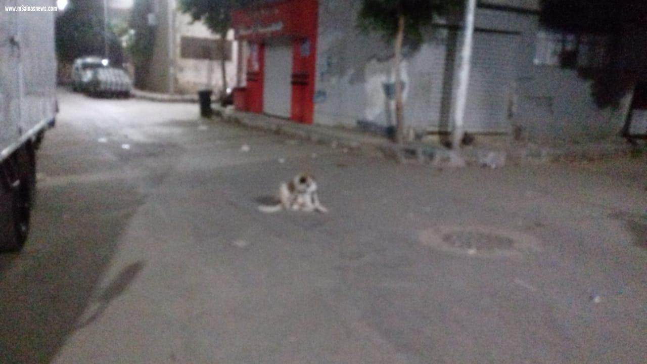  انتشار الكلاب بإعداد كثيفة بالوليدية اسيوط