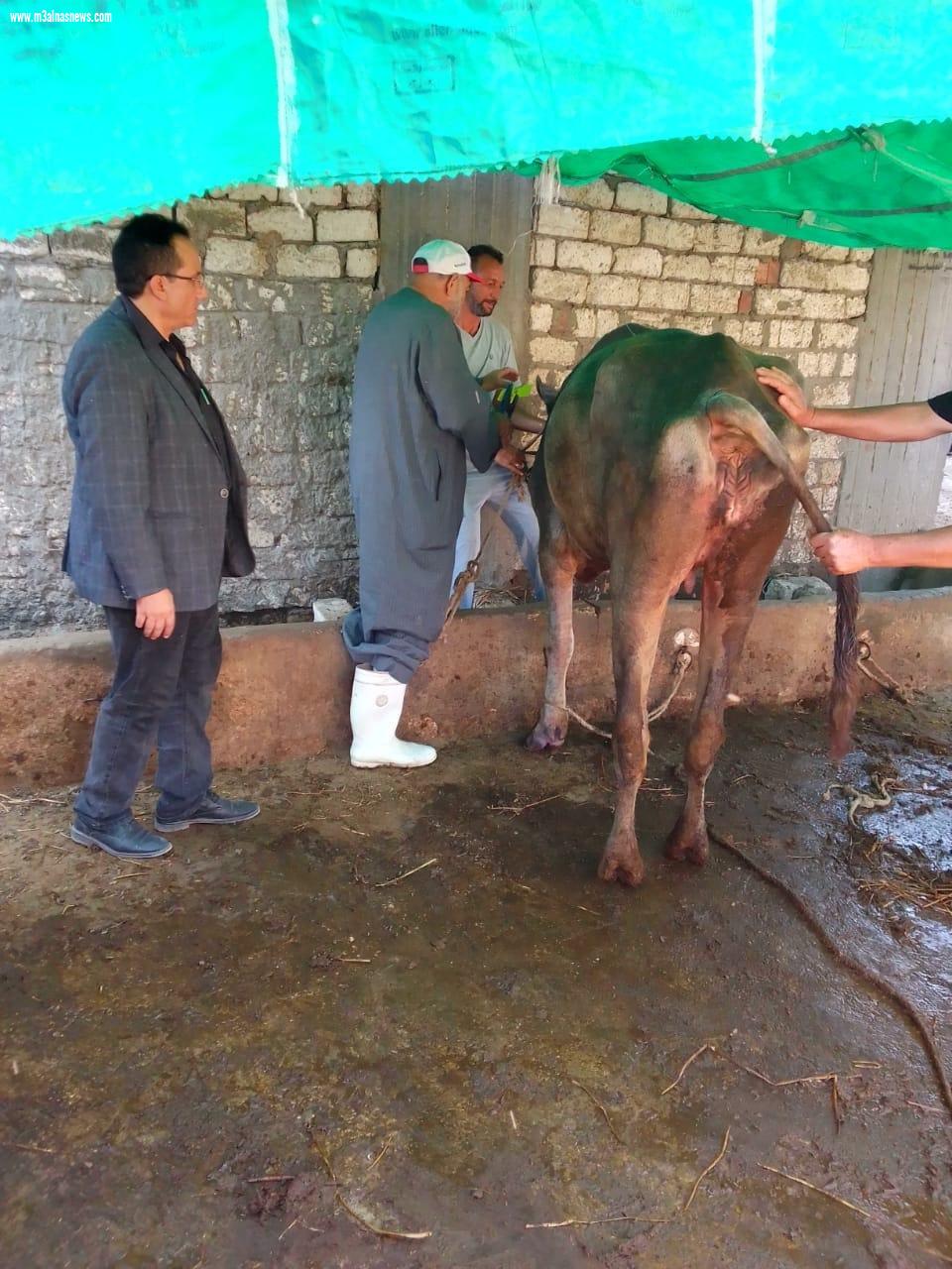 تحصين 96 ألف رأس ماشية و ضبط 11 طن و 780 كيلو لحوم وأسماك خلال شهر