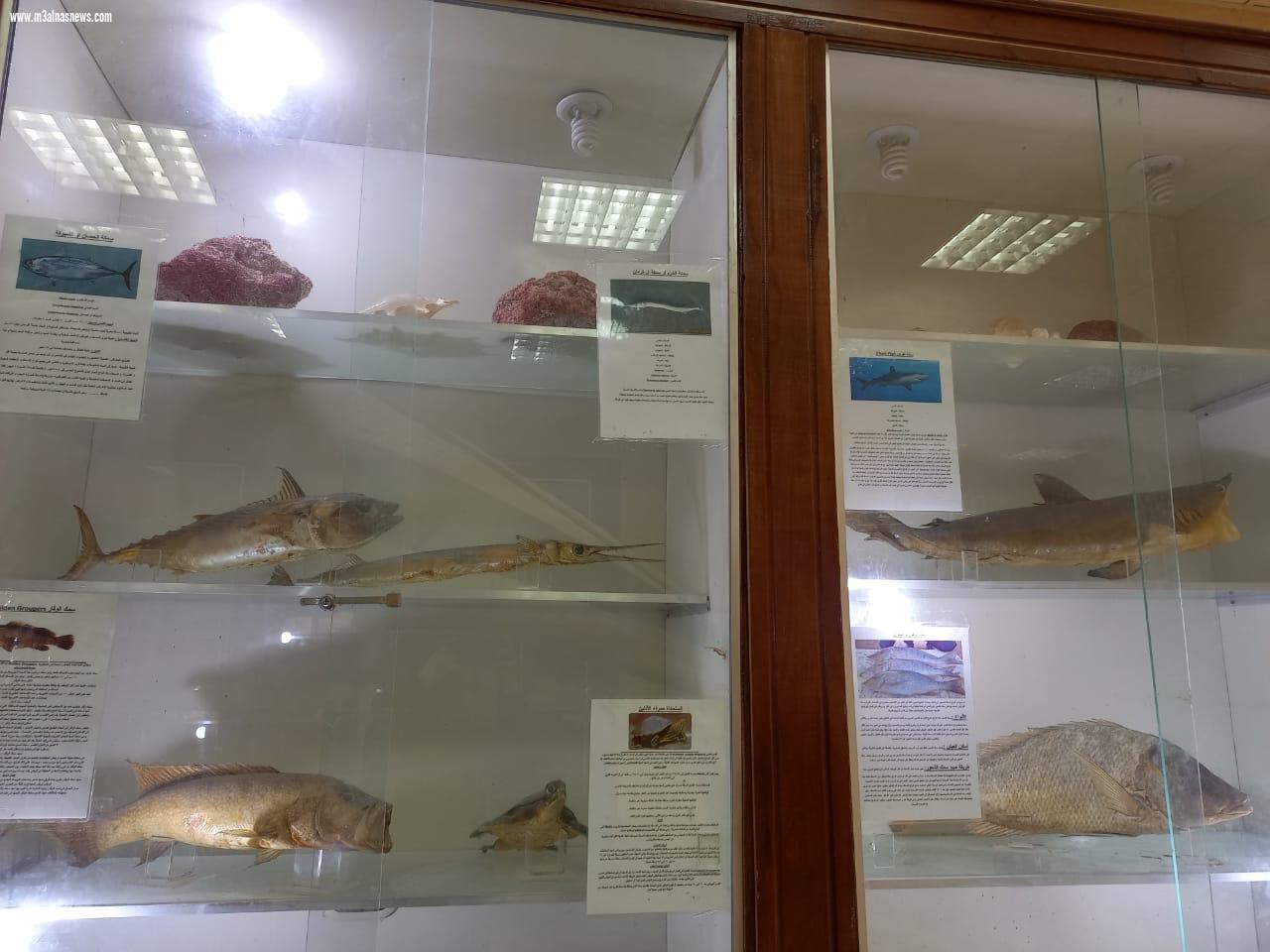 اقبالا كبيراً على متحف كفر الشيخ ومتحف الاحياء المائية للاحتفال بعيد الأضحى المبارك