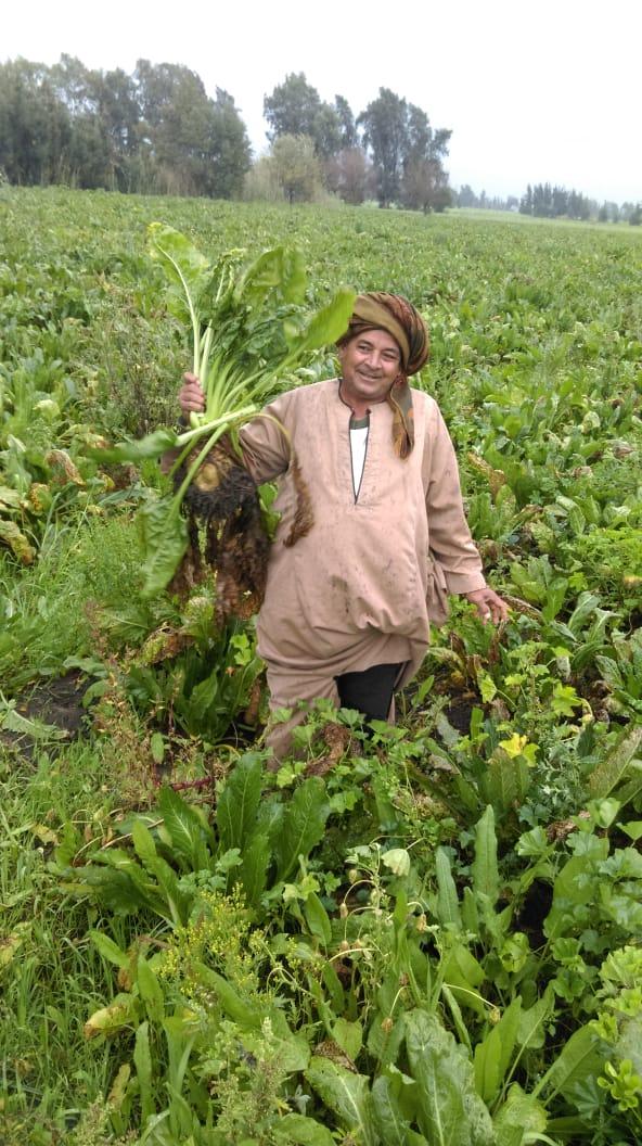 مصانع السكر تذيق المر للفلاحين