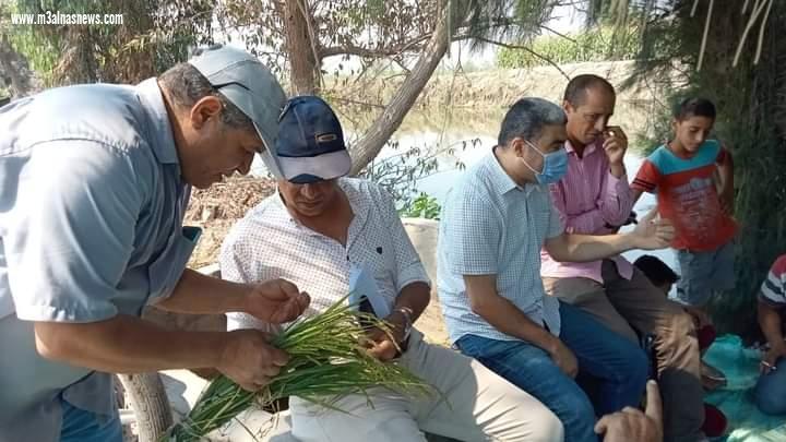 زراعة كفر الشيخ: تنفيذ المدارس الحقلية للنهوض بمحصول الأرز والمحاصيل الصيفية