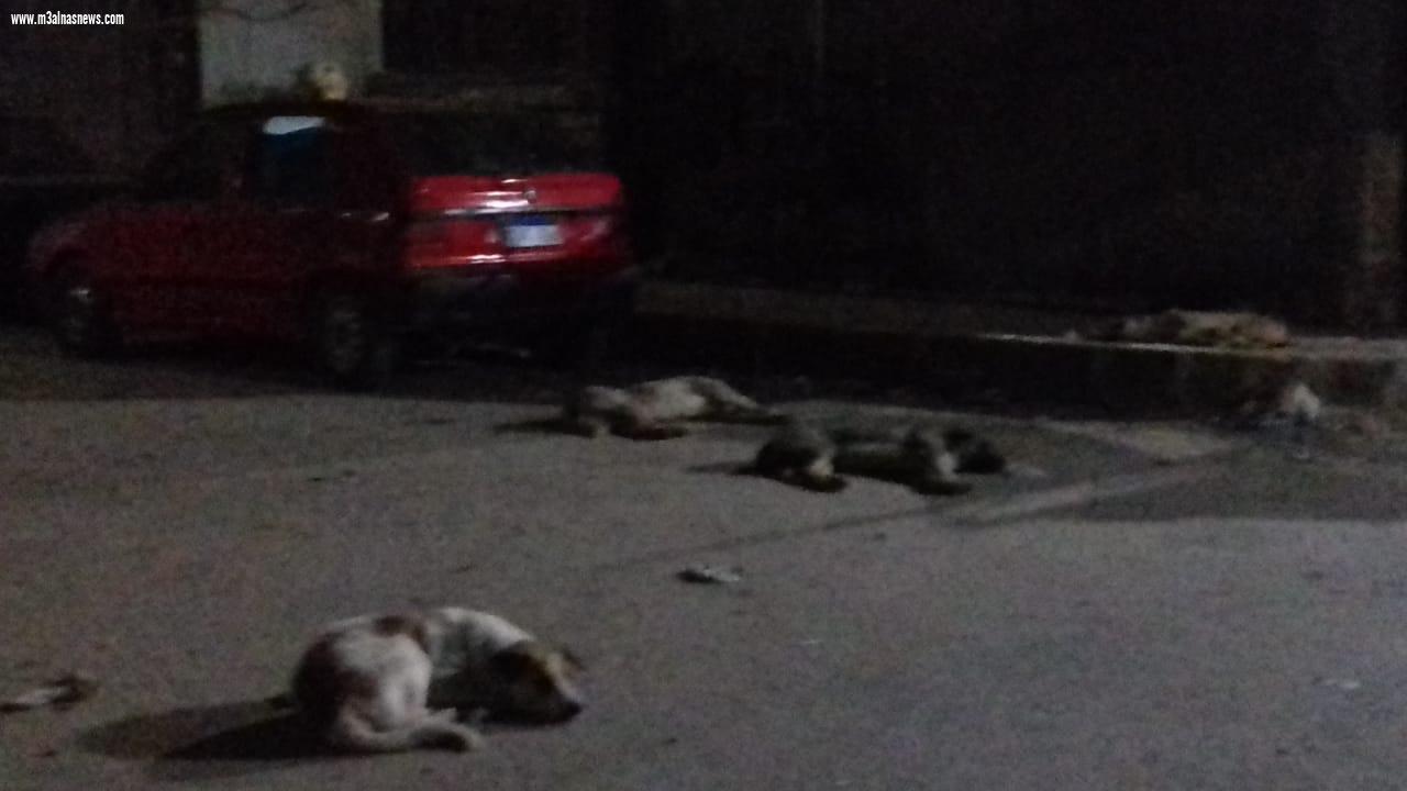  انتشار الكلاب بإعداد كثيفة بالوليدية اسيوط