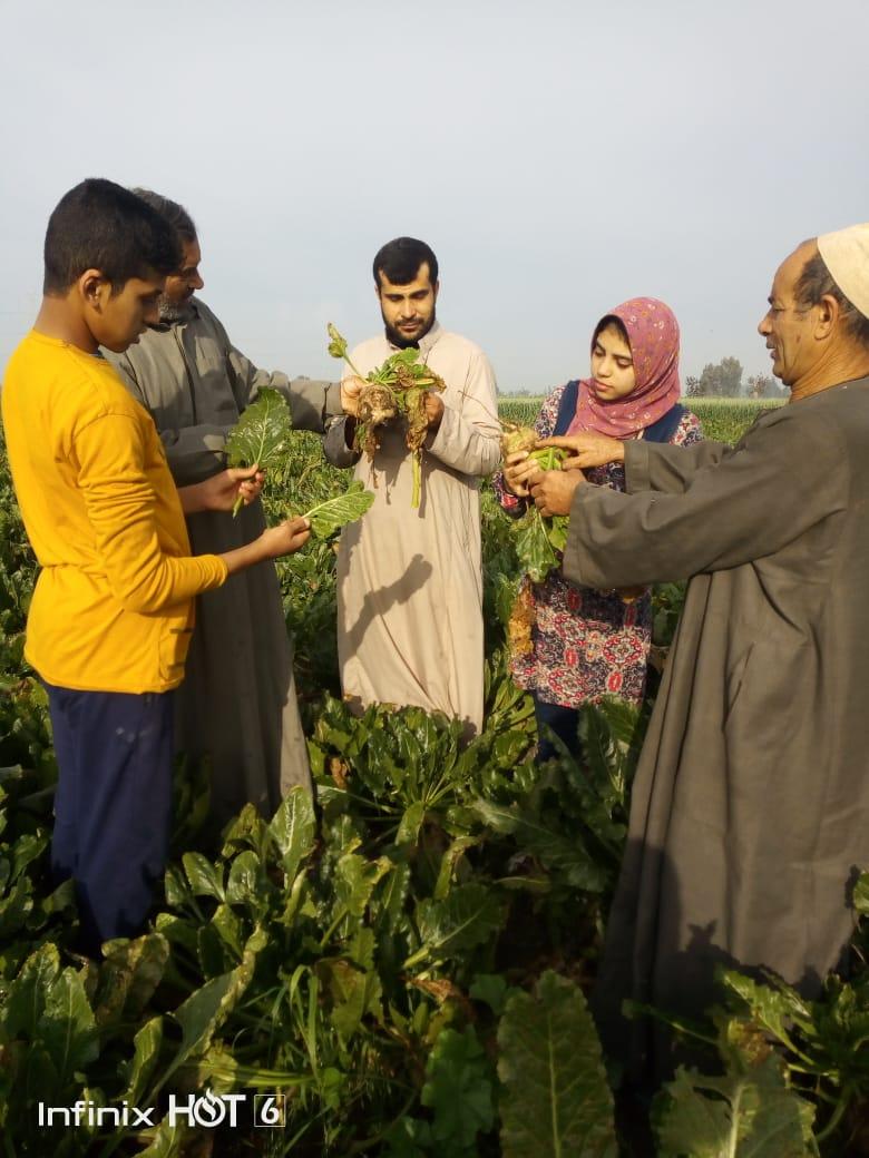 مصانع السكر تذيق المر للفلاحين