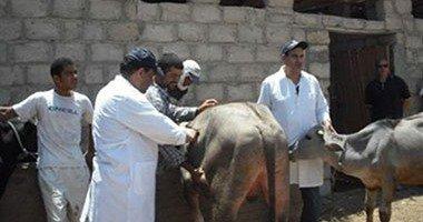 تحصين 45 ألف رأس ماشية بكفر الشيخ ضد مرض الجلد العقدى