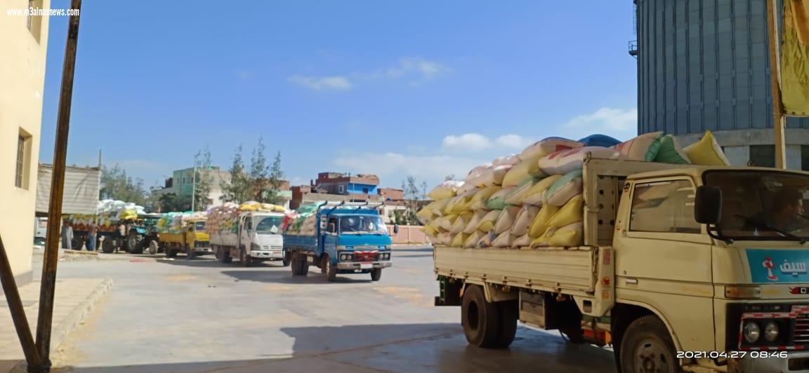 تموين كفرالشيخ : توريد62 ألف طن من الأقماح