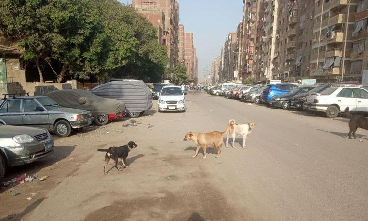 الكلاب الضالة تسبب ذعر للناس بشارع ترعة التوفيقية