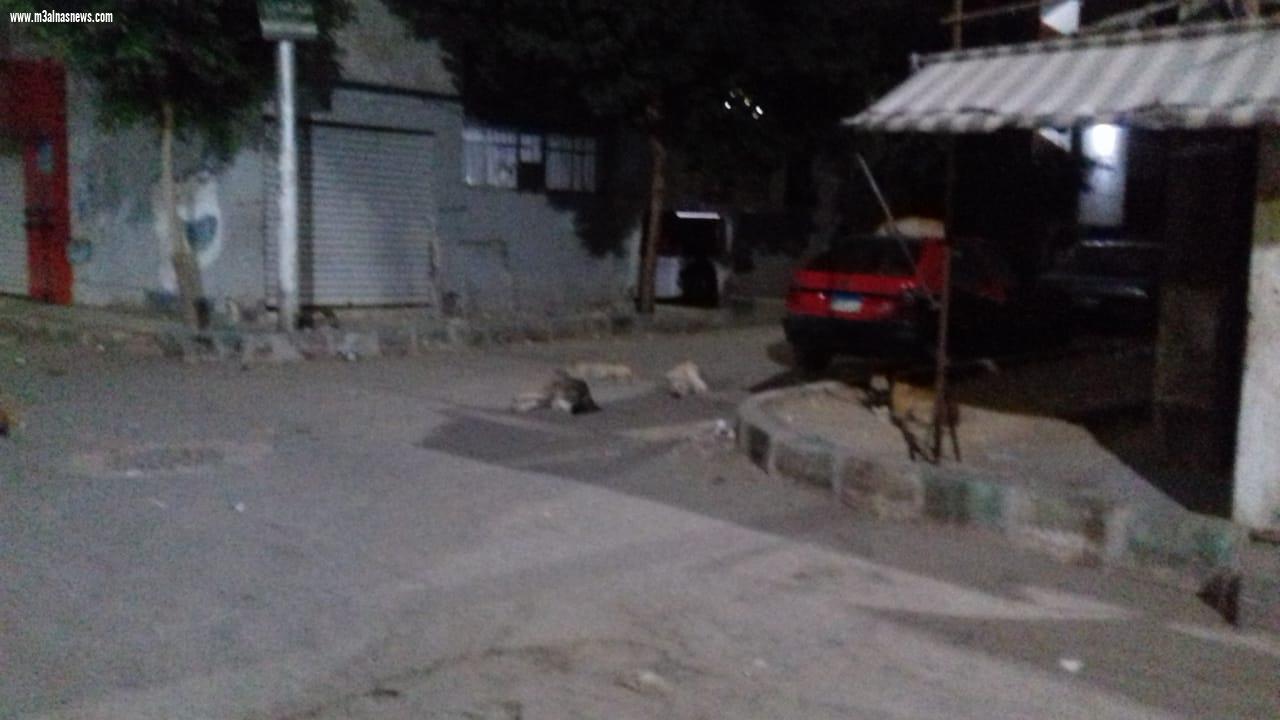  انتشار الكلاب بإعداد كثيفة بالوليدية اسيوط