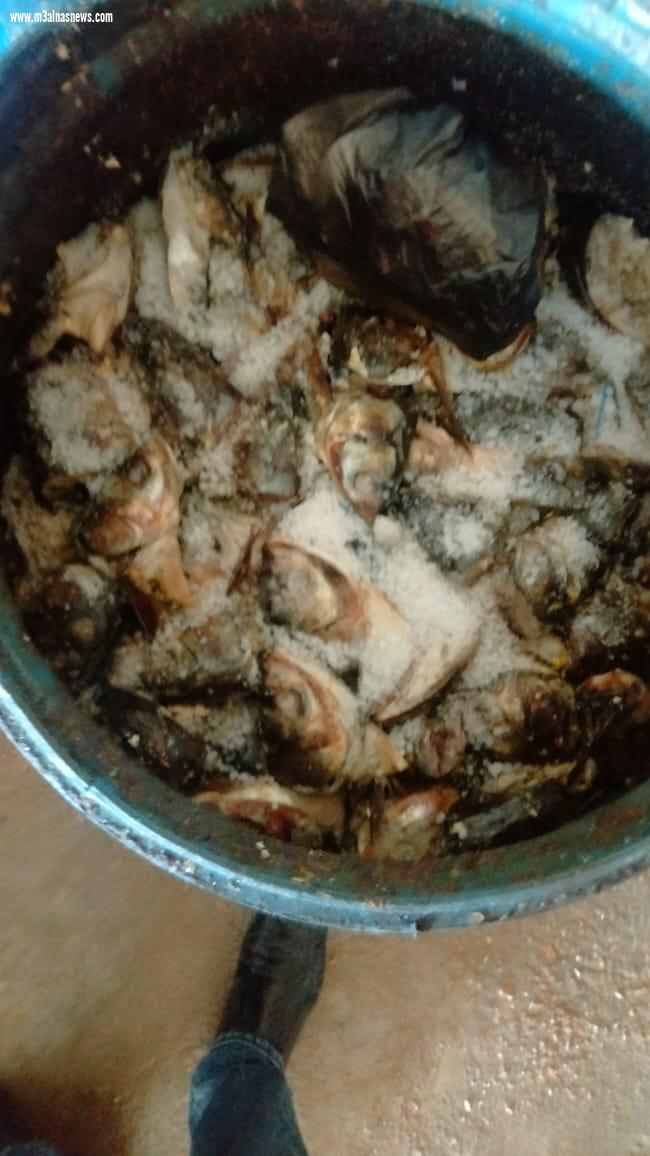  ضبط طن فسيخ غير صالح للإستهلاك الآدمى بفوه