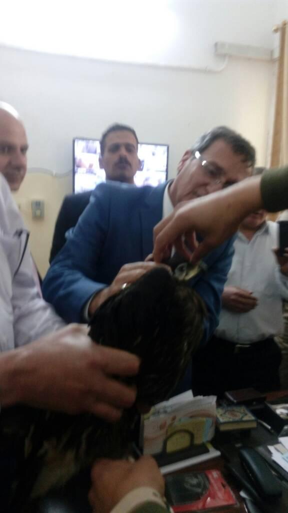 نسر يلجأ لديوان كفر الشيخ هربًا من غربان.. والمحافظ يشكل لجنة لرعايته