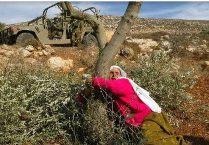 مواصلة المستوطنون بقطع أشجار الزيتون جنوب نابلس