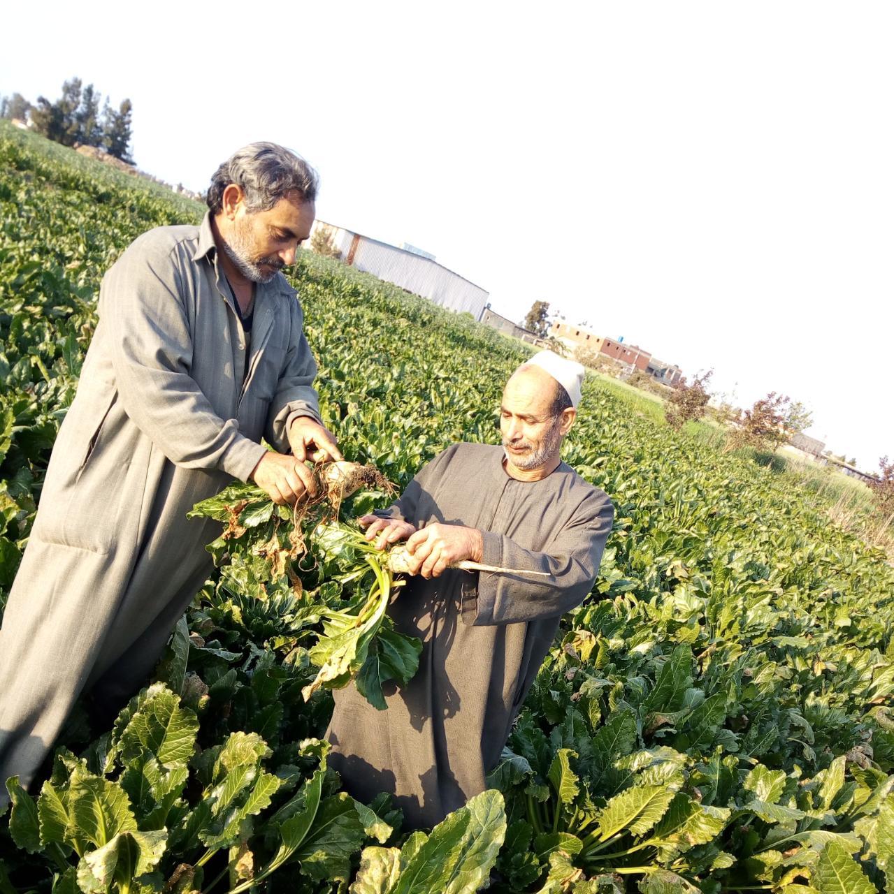 مصانع السكر تذيق المر للفلاحين