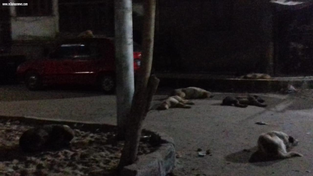  انتشار الكلاب بإعداد كثيفة بالوليدية اسيوط