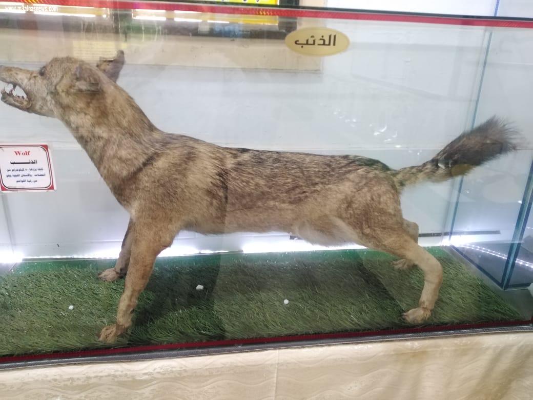   وفد كلية زراعة فرع الأزهر بمحافظة أسيوط في زيارة للمتحف العلمي للأحياء  بمدرسة زراعة كفر الشيخ