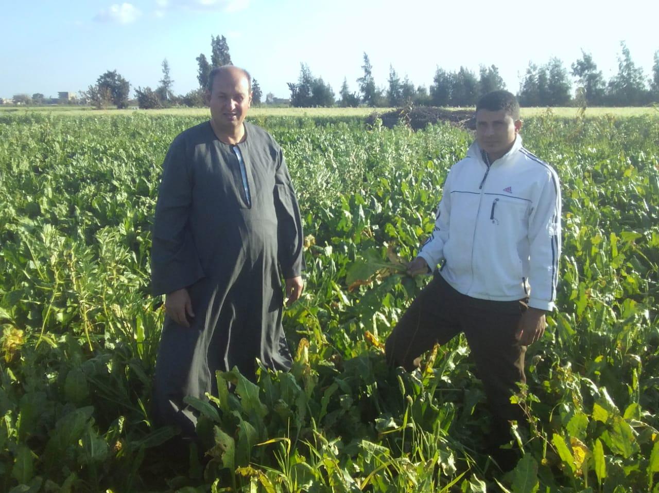 مصانع السكر تذيق المر للفلاحين