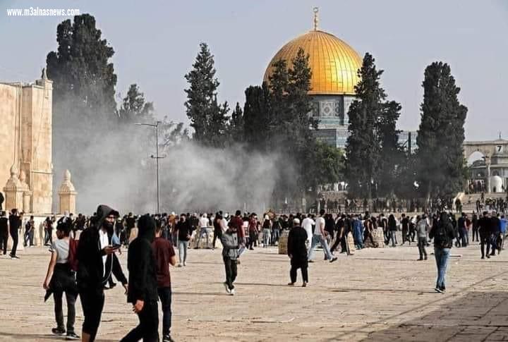 إلى إيلياء.. بقلم.. السعيد عبد العاطي مبارك الفايد