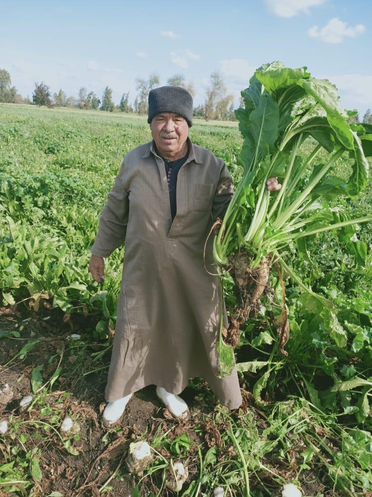 مصانع السكر تذيق المر للفلاحين