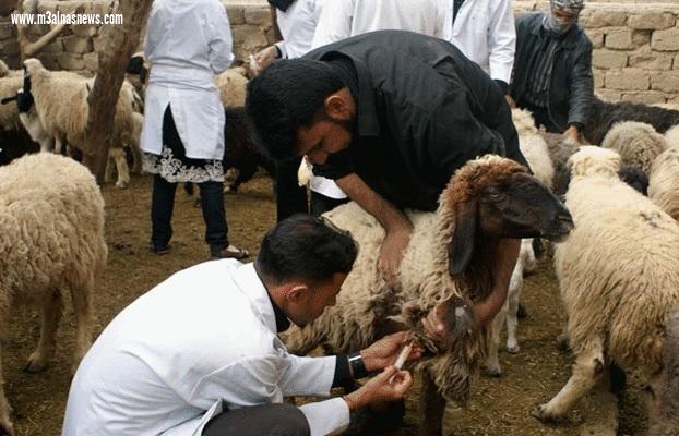 تحصين 11415 رأس غنم وماعز ضد مرض طاعون المجترات الصغيرة بكفر الشيخ