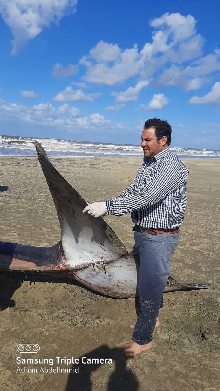 الانتهاء من الدفن الصحي لأثنى الحوت بمزرعة غليون السمكية  بكفرالشيخ