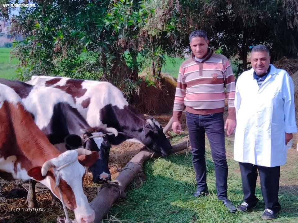 تحصين 80 ألف و 250 رأس ماشية ضد الحمى القلاعية والوادي المتصدع بكفرالشيخ