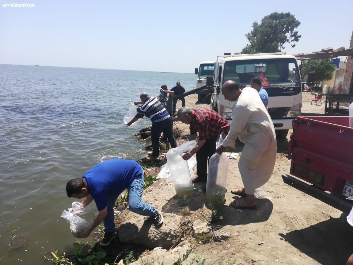 القاء 73 مليون وحدة زريعة بالبحيرات المصرية منهم 4 مليون وحدة ببحيرة البرلس