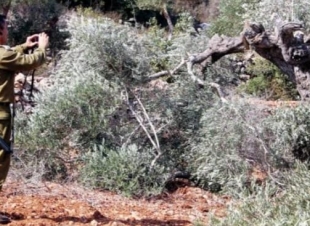 قطع أشجار الزيتون فى سلفيت من قبل المستوطنين