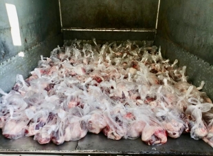 2000 كرتونة من إمدادات بنك الطعام المصري للأسر تحت العزل الصحي المنزلي