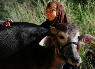 الأورمان تسلم 2558 رأس ماشية للأسر الأكثر احتياجا بكفرالشيخ