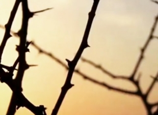 �آهٍ ياأماهُ وألفُ آه�
