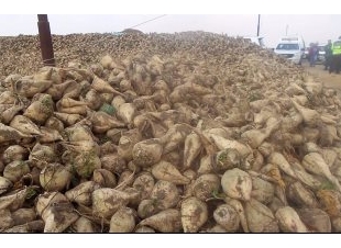 مزارعو البنجر بكفر الشيخ يرفضون تسليمه للمصانع لتدنى سعره.. ويطالبون الرئيس بالتدخل